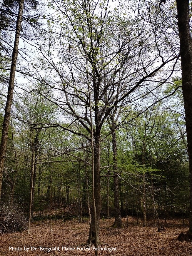 Managing a new disease on Maine's beech trees It takes a network